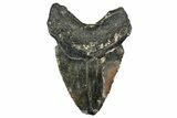 Fossil Megalodon Tooth - North Carolina #349331-2